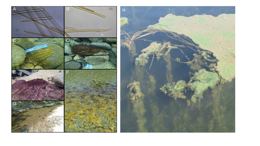 Scuba BGA algae sensor