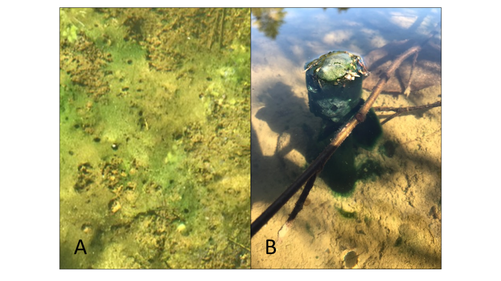 Scuba BGA algae sensor